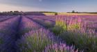 Fields of Lavander