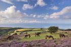 Ponies of Porlock