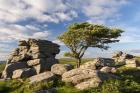 Saddle Tor Hawthorn