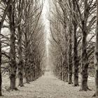 Hampton Gates Promenade III