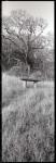 Novato Oak