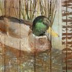 Open Season Mallard