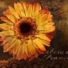 Golden Gerbera III