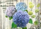 Farm Seed Hydrangeas