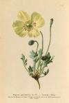 Papaver Pyrenaicum