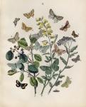 Papillion - Butterflies