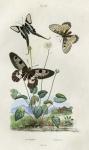 Papillons - Parnassie
