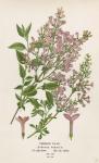 Persian Lilac