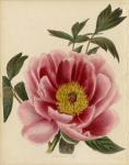 Paeonia Montan