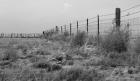 Tumbleweed Fences and Sheep