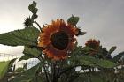 Sunflowers and Storm