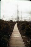 Devastation Trail