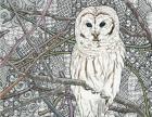 Barred Owl