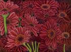 Gerbera Ruby