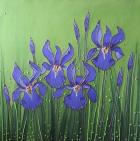 Purple Iris