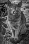 Cat Sitting on Rock