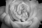 Monochrome Flower 03