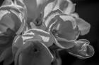 Monochrome Flower 05