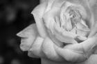 Monochrome Flower 26