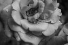 Monochrome Flower 53