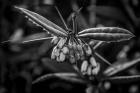 Monochrome Flower 55