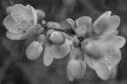 Monochrome Flower 66