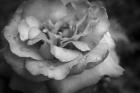 Monochrome Flower 67