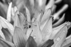 Monochrome Flower 76