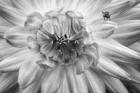 Monochrome Flower 78