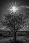 Rays of Sun over Foliage