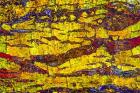 Colorful Bark 1