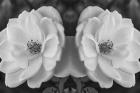 Twin Rose 26