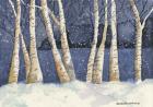 Birch, Snowy Night