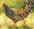 Wyandotte Hen