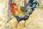 Colorful Rooster