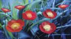 Poppies In The Garden