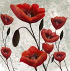 Tall Poppies 1