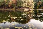 Autumn Lakeside View Of Forest