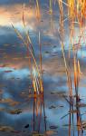 Cattails At Dusk