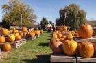 Pumkins For Sale