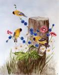 American Goldfinch 3