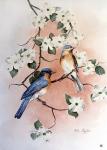 Bluebirds and Dogwood