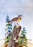 Meadowlark 2