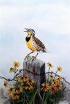 Meadowlark 3