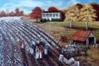 The Lincoln Cotton Field