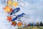 Blue Jays