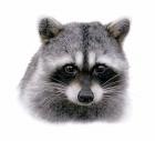 Raccoon