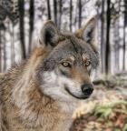 Wolf 1