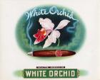 White Orchid