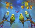 Color Birds